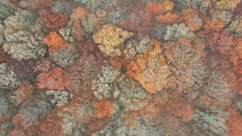 Aerial View of Fall Foliage in a Forest Stock Footage 277105128