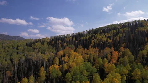 Aerial view of the fall foliage in the mountains of Utah. Stock Footage 171500629