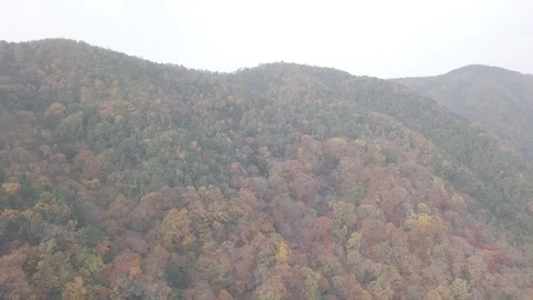 Aerial view of fall tree in Arashiyama Kyoto Japan Stock Footage 102252518