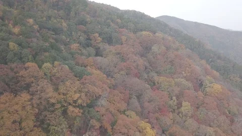 Aerial view of fall tree in Arashiyama Kyoto Japan Stock Footage 102252738