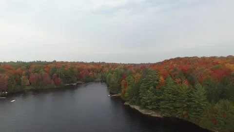 Aerial view of fall trees Stock Footage 247713329