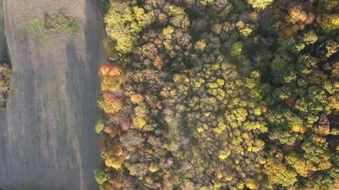Aerial view of fall trees in the mountains of in rural Central Pennsylvania U 스톡 동영상 243845067