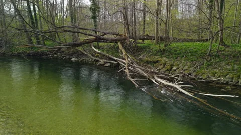 Aerial view of a fallen tree in Ager river near Attnang Puchheim, Austria Vídeos de archivo 337834267