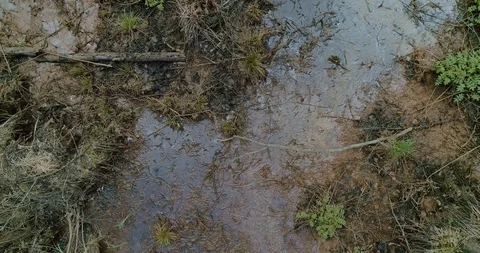 Aerial view of fallen trees and shrubs and growing thickets Stock Footage 105218371