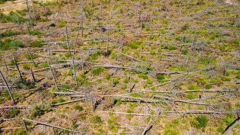 Aerial View of Fallen Trees and Broken Trunks Stock Photos