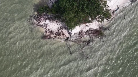 Aerial view of fallen trees on eroded sandy beach Видео 333049545