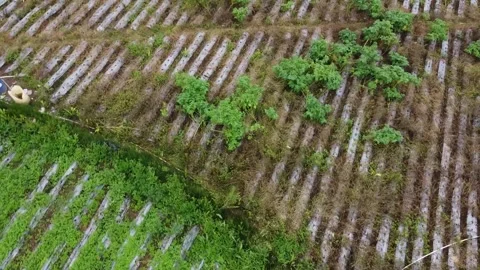 Aerial view of a farm field with rows of crops, some green plants growing Stock Footage 280095949