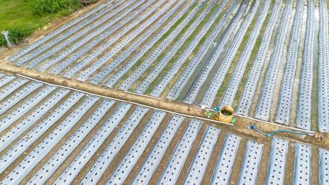 Aerial View of Farm Fields with Plastic Mulch 스톡 사진