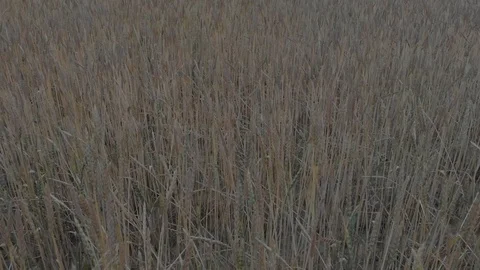 Aerial view of farm surrounded by fields Stock Footage 95325322