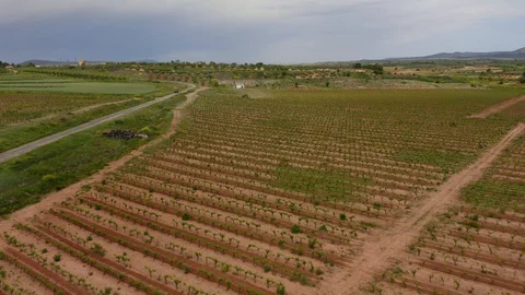 Aerial view farm tractor work in vineyard Stock Footage 130018583