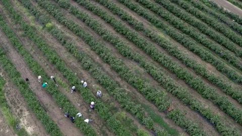 Aerial view of farm workers Stock Footage 71014324
