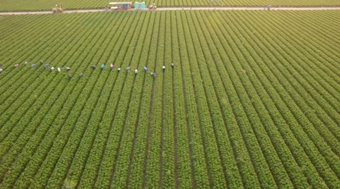 Aerial view of farm workers picking Strawberry just after sunrise Stock Footage 64571322