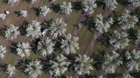 Aerial view of farmer fertilizing spring orchard in blossom Stock Footage 90998466