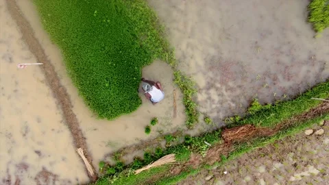 Aerial view of a farmer preparing to transplanting rice seedlings Stock Footage
