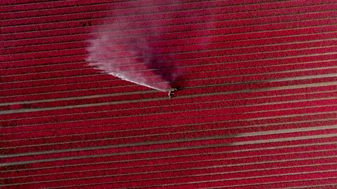 Aerial view of a farmer spraying red tulip fields in Alkmaar, Netherlands. Stock Footage 333340960