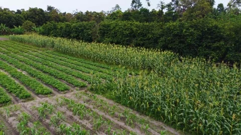 Aerial view of farmer standing in corn field Stock Footage 291655759