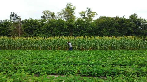 Aerial view of farmer standing in corn field Stock Footage 291656626