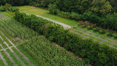 Aerial view of farmer standing in corn field Stock Footage 291656635
