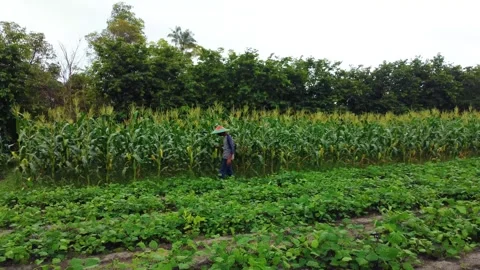 Aerial view of farmer standing in corn field Stock Footage 291656788