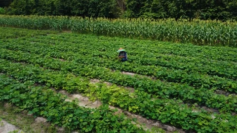 Aerial view of farmer standing in corn field Stock Footage 291657584