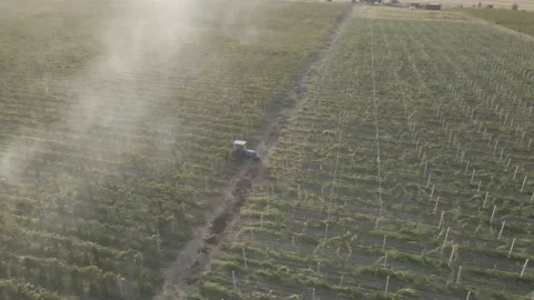 Aerial view farmer on tractor mowing weeds between rows of grapevines 스톡 동영상 141570544