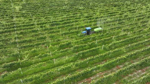 Aerial view farmer on tractor mowing weeds between rows of grapevines Video stock 246116495
