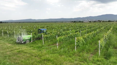 Aerial view farmer on tractor mowing weeds between rows of grapevines Vídeo Stock 246116498