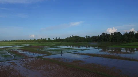 Aerial view of a farmer walking between the rice paddies in Cambodia Stock Footage 64781030