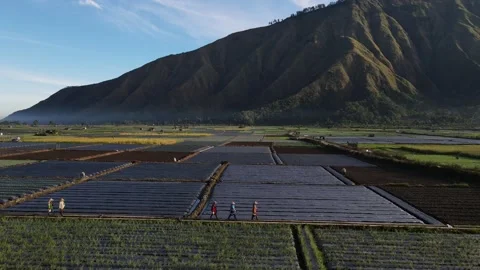 AERIAL VIEW FARMER WALKING IN PADDY FIELD SEMBALUN VILLAGE INDONESIA Stock Footage 231964310