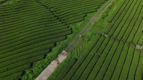 Aerial view of farmer walking through tea plantation rows, South Korea Stock-Footage 346599754