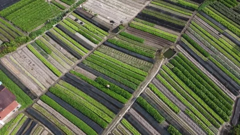 Aerial view farmer work in vegetable farm Stock Footage 321390005