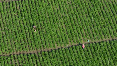 Aerial view of farmer working in farm at morning Stock Footage 340368582
