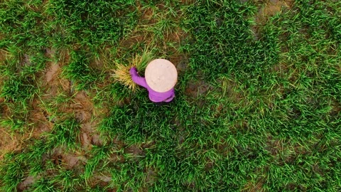 Aerial view of a farmer working in a rice paddy, hard manual labor concept,.. Stock Footage 335082025