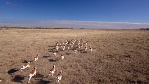 Aerial view of fast running Antelope herd across the prairie. Stock Footage
