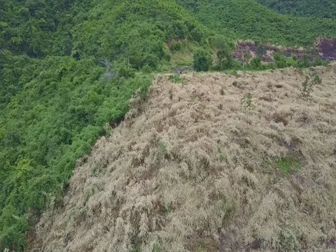Aerial View Felled and Withered Plots among Green Forests Stock Footage