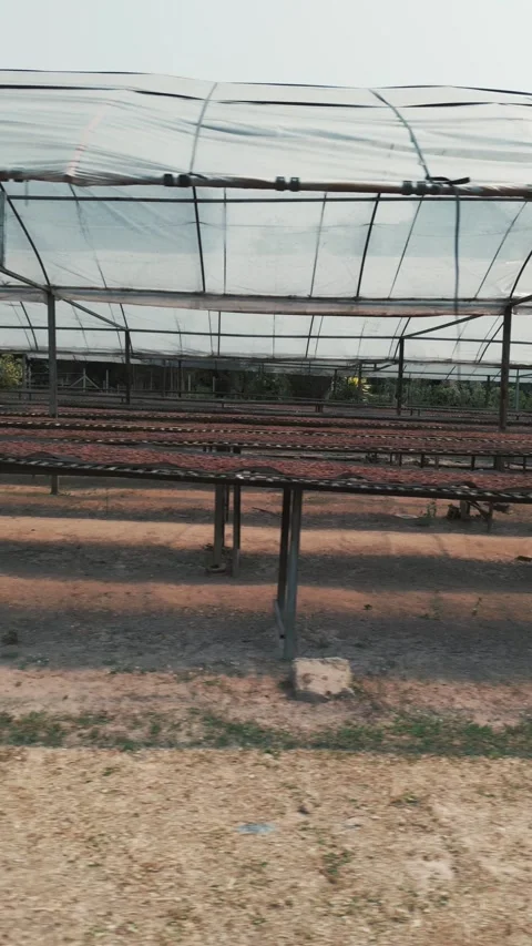 Aerial view of fermented cocoa beans sun-drying on wooden racks at a cacao farm Stock Footage 345834196