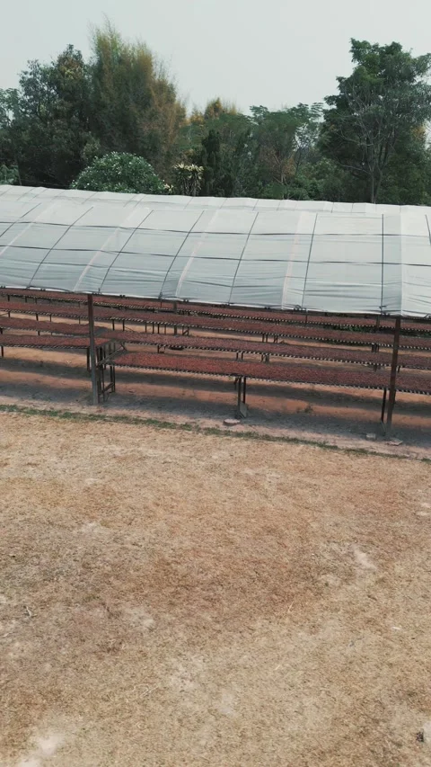 Aerial view of fermented cocoa beans sun-drying on wooden racks at a cacao farm Stock Footage 345834245