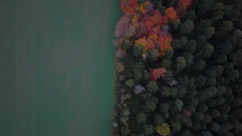 Aerial View of Field and Forest Divided by Autumn Colors Stock Footage 320304945