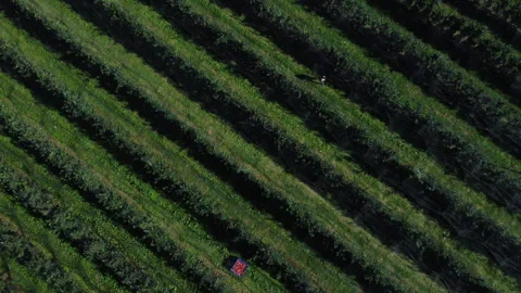 Aerial view of a field of apple trees by a net 스톡 동영상 294176793