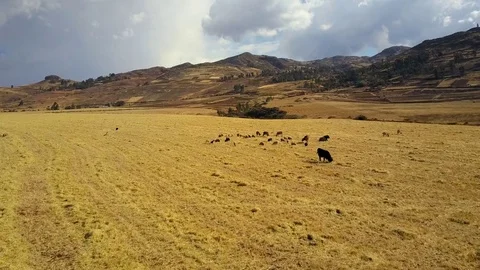 Aerial view of field, cattle, sheeps and mountains. Stock Footage 80013693