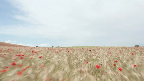 Aerial View of a Field Covered in Red Flowers Stockbeeldmateriaal 305157405