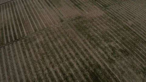 Aerial view of a field  crops in layyah village Pakistan Stock Footage 169657802