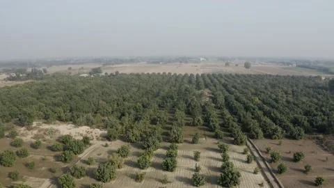 Aerial view of a field  crops in the layyah village Pakistan Stock Footage 169763595