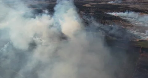 Aerial view of field fire, dy grass buring among the green rice and wheat fie Stock Footage 233879429