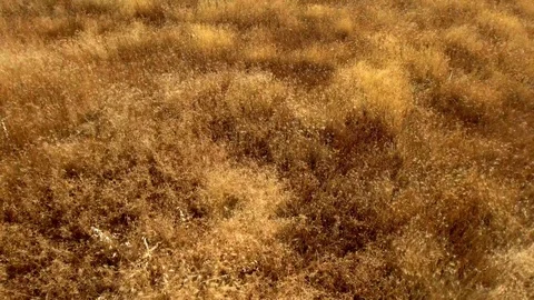 Aerial View of Field Stock Footage 95159293