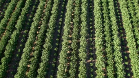 Aerial View of Field 스톡 동영상 95159345