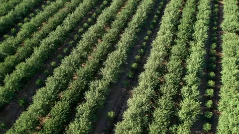 Aerial View of Field Stock Footage 95159352