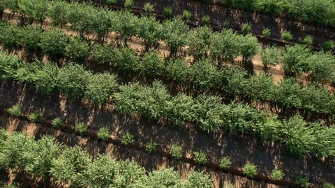 Aerial View of Field Stock Footage 95159355