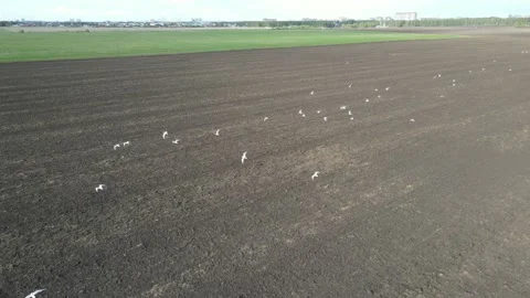 Aerial view of field Stock Footage 194558690