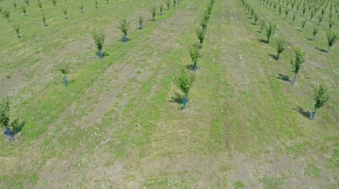 AERIAL view of field with fruit trees and farm land Stock Footage 58783196